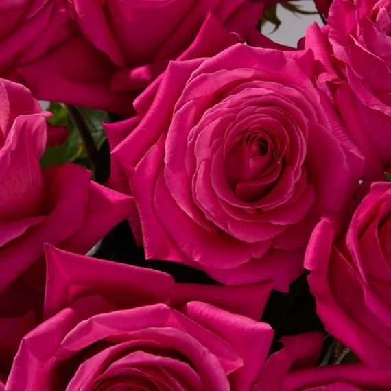 Роза Pink Floyd, плантация Tessa