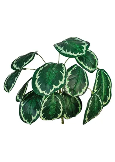 Калатея медальон малая