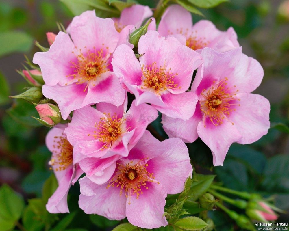 Ориента Лейла (Orienta Laila)