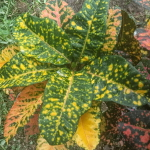 Кротон ROMANTIC LOVE