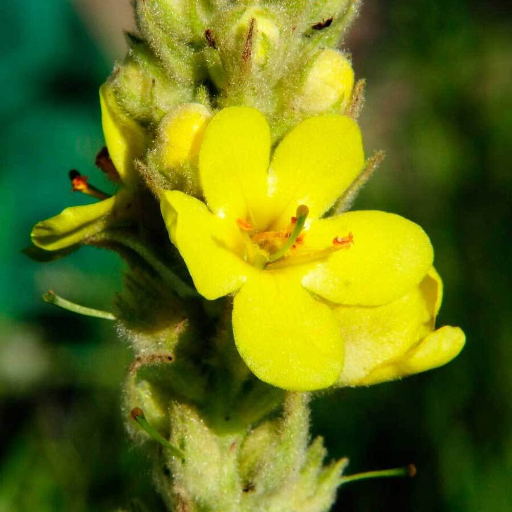 фотка коровяка обыкновенного-adonnis.ru