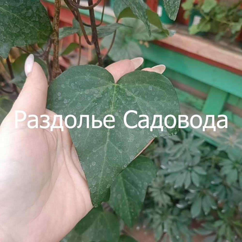 Плющ колхидский Дентата