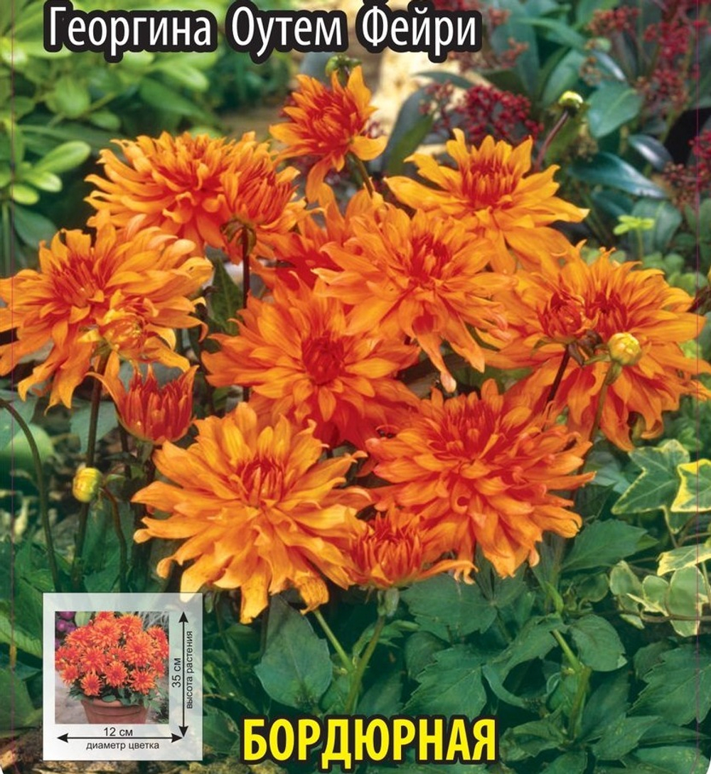 Георгина Оутем Фейри