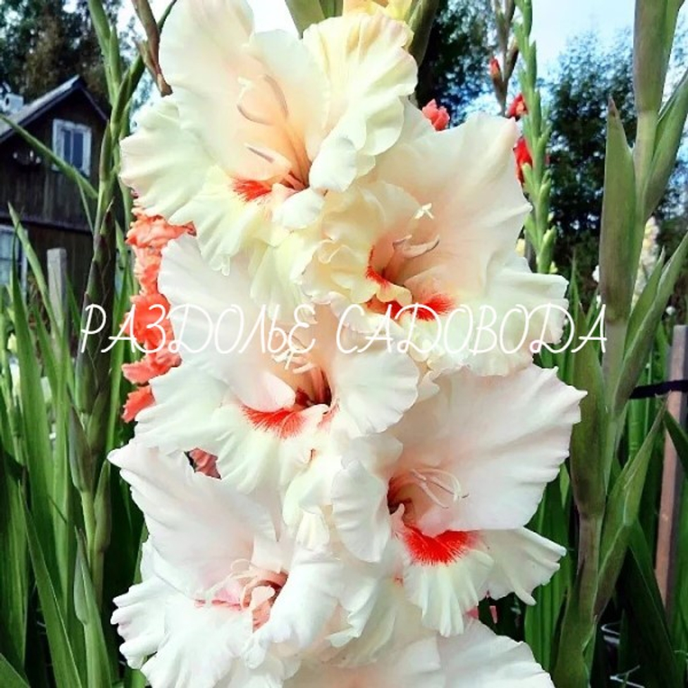 Гладиолус Аякс