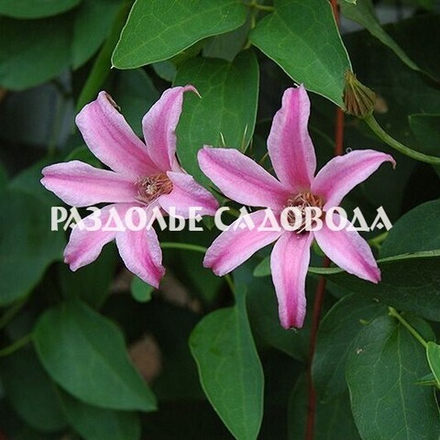 Клематис ботанический Дачес оф Албани