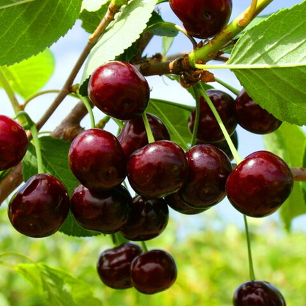 Дюк Чудо-вишня