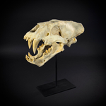 Xenosmilus на стойке