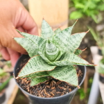 Сансевиерия LIWA