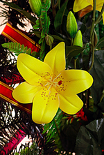 Венок ритуальный 110 см желтые лилии