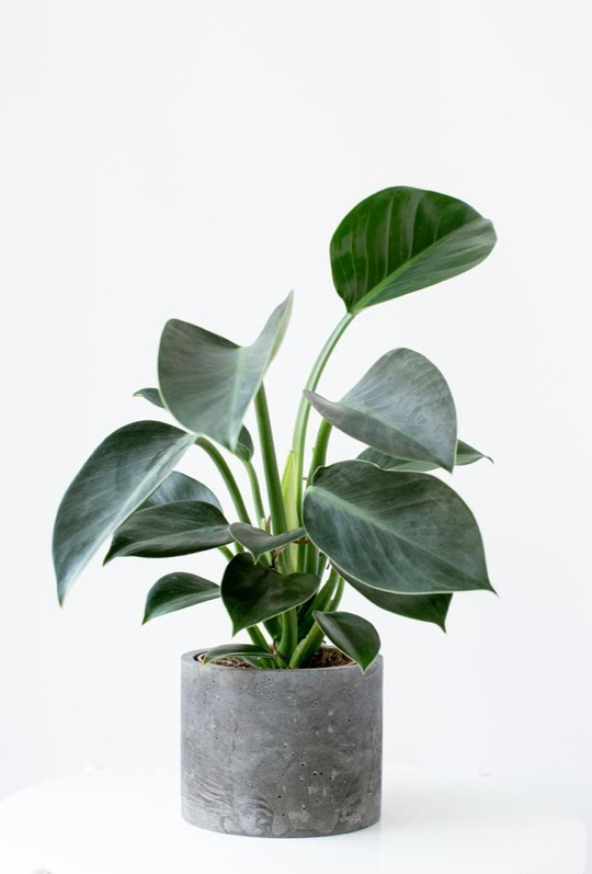 Филодендрон Грин Принцесса