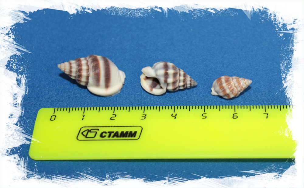 Нассариус столатус