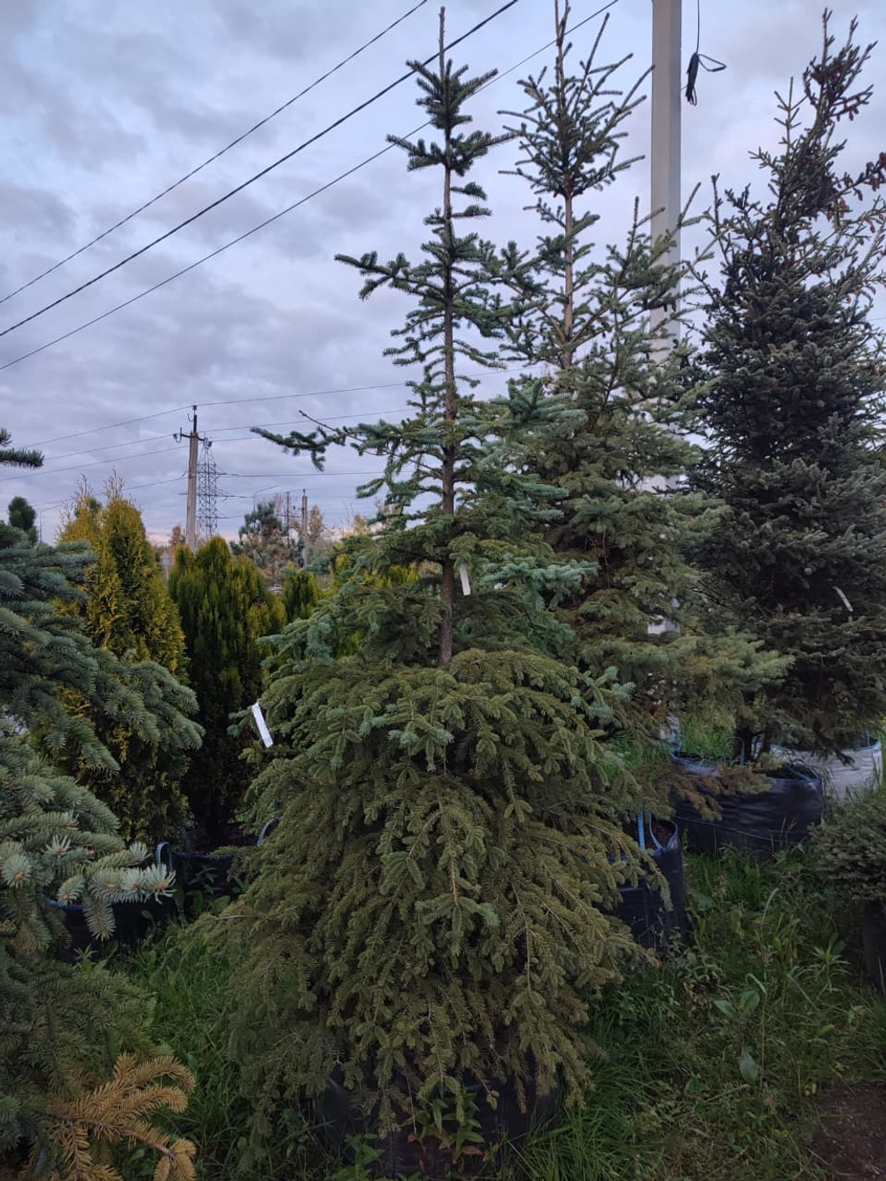 Ель колючая Glauca (Глаука)