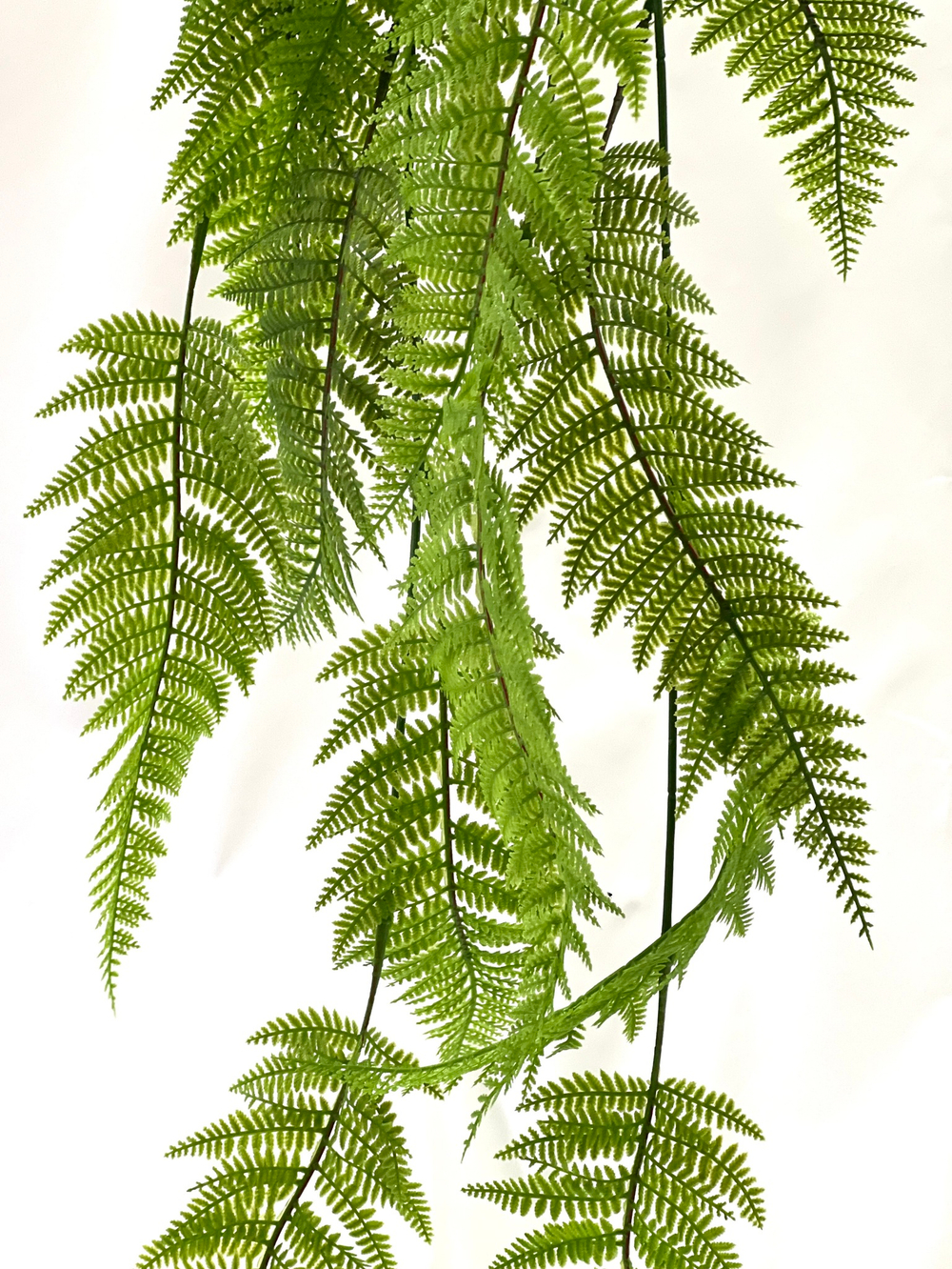 Папоротник многорядник 120 см