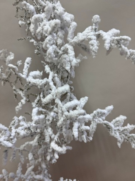 Аспарагус Wild White Flock 1 ветка