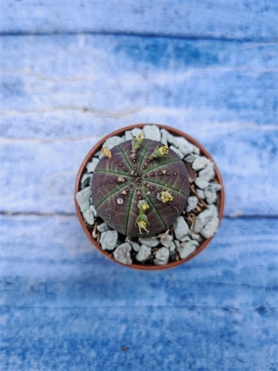 Euphorbia Obesa (Эуфорбия)