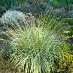 Молиния голубая 'Variegata' С2 15-20 см Закупка М43 май- июнь 2026