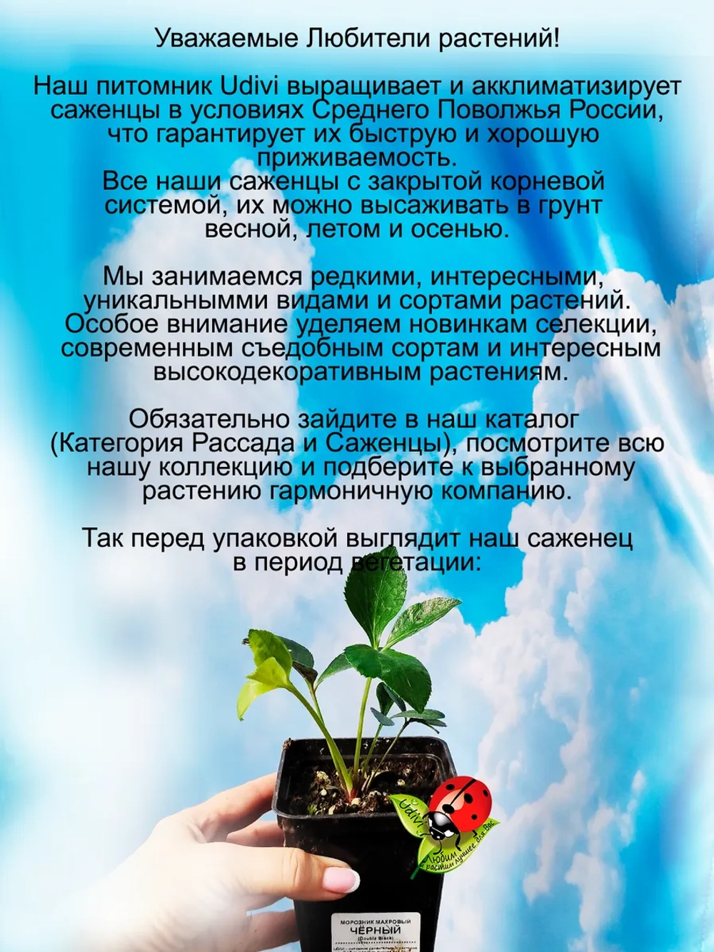 Морозник Черный махровый