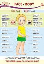 Плакат А3 Face. Body (Лицо. Тело)