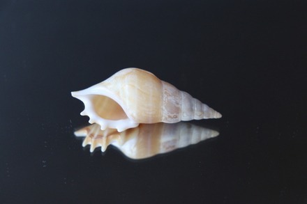 Ракушка тибия деликатула (Rostellariella delicatula)