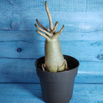 Adenium Baobab (Адениум)