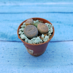 Lithops sp. (Литопсы)