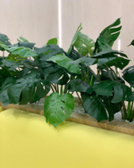 Озеленение искусственными растениями центрального офиса "Центр-Инвест Банка" г.Ростов