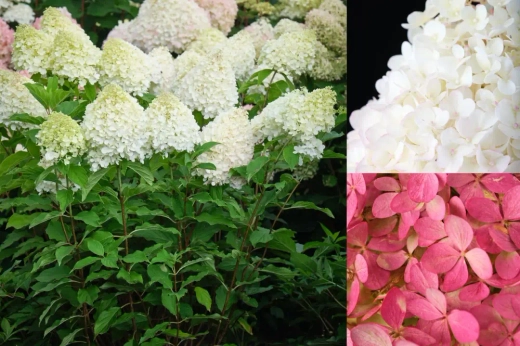 Гортензия метельчатая Мэджикал Фуджи (7/8 веток) Закупка М59 апрель 2026