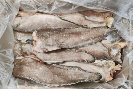 Менек (морской налим)ПБГ (0,5-1), 5 кг