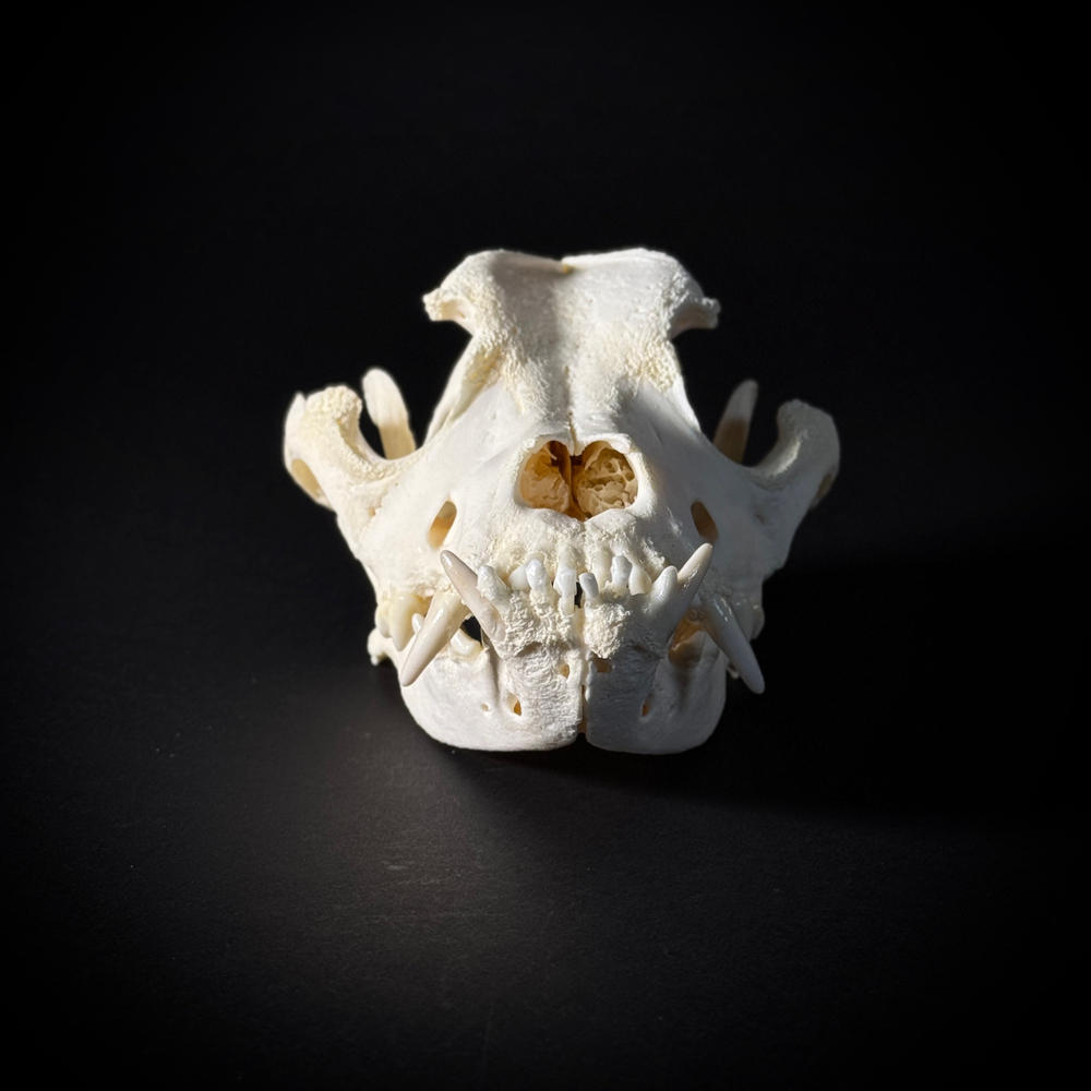 Череп собаки