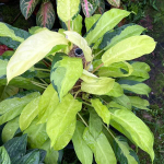 Филодендрон THAI SUNRISE