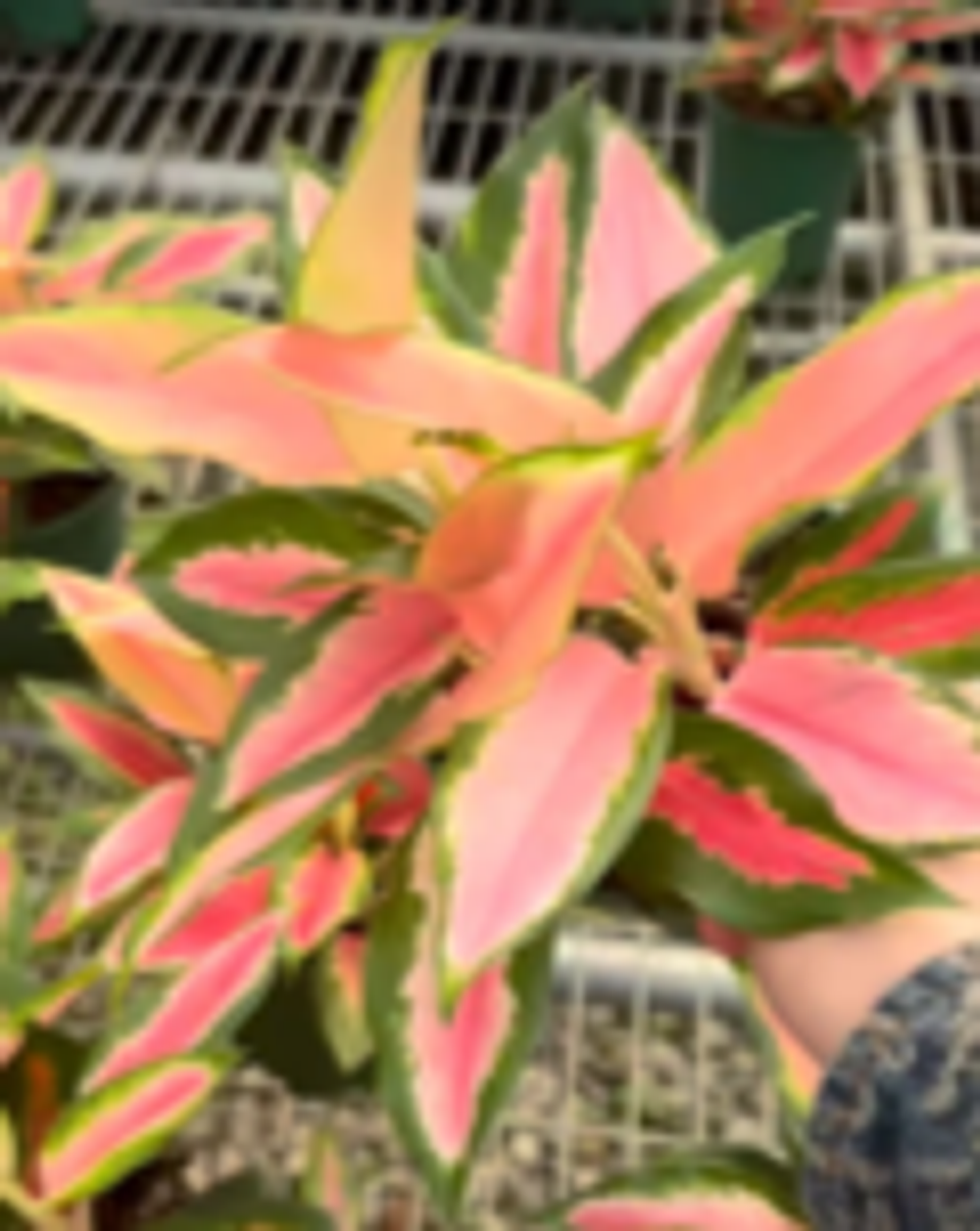 Аглаонема lucky angle д.12