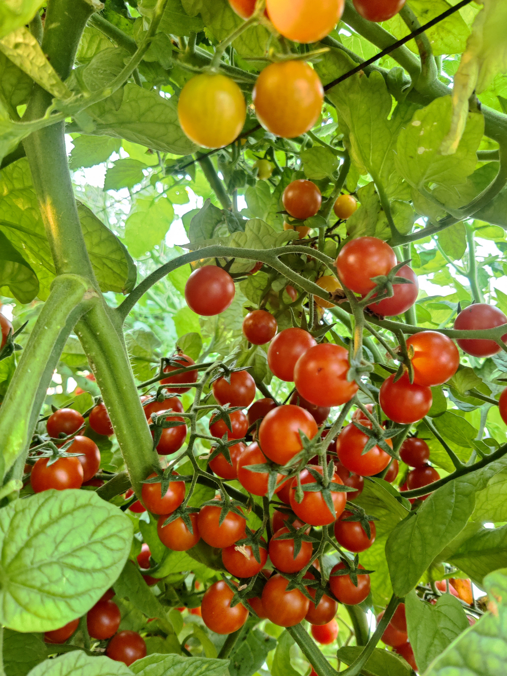 Яничери F1 семена томата индетерминантного ( Yuksel Tohum / )