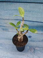 Adenium Baobab (Адениум)