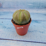 Euphoria Obesa (Эуфорбия)