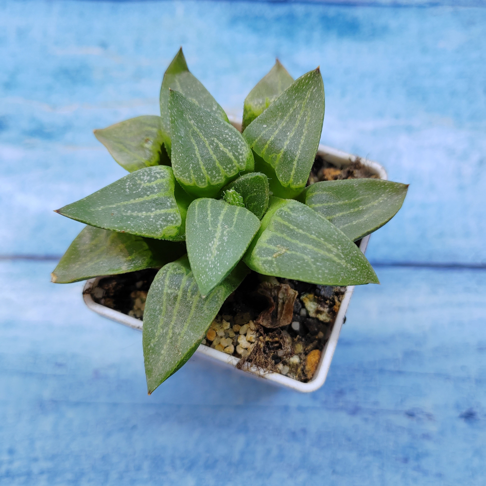 Haworthia Comptoniana Hybride hybrid (Хавортия)