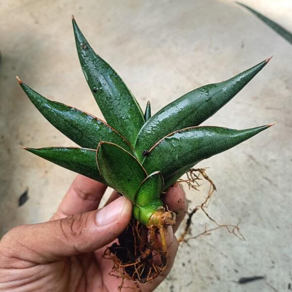 Сансевиерия SAWATDEE