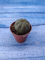 Euphorbia Obesa (Эуфорбия)