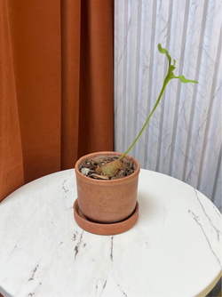 Леканоптерис Крустацея, Папоротник, D9см Н15см, 1шт, Urban Jungle (2962)