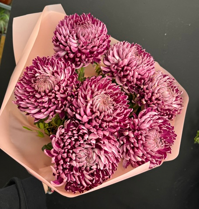 Монобукет из 7 винных хризантем бигуди