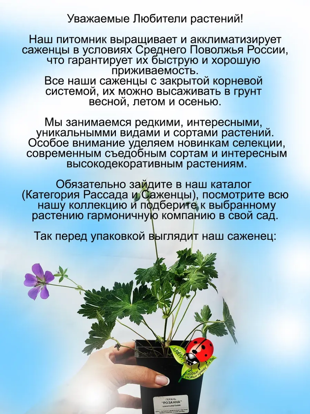 Герань Розанна гибридная голубая