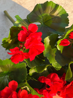 Герань красная куст с цветами 43 см