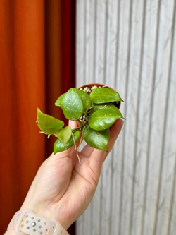 Хойя Санрайз, D5см Н10см, 1шт, Urban Jungle (7583)