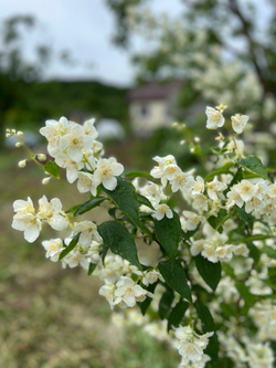Гидролат чубушника (жасмина садового)