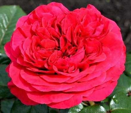 Аллан Сушон (Alain Souchon)