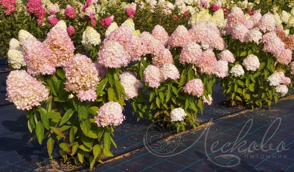Гортензия метельчатая Magical Sweet Summer