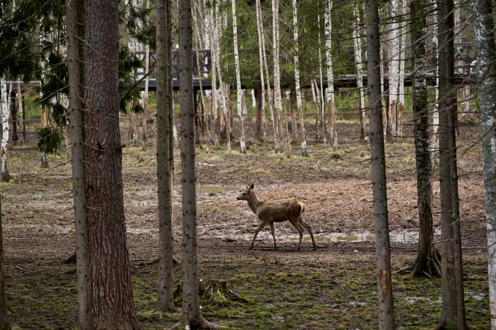 Праздник в стиле Гжель