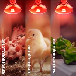 Инфракрасная лампа ЭРА ИКЗК 230-100 R95 E27 для обогрева животных и освещения 100 Вт | Инфракрасные лампы