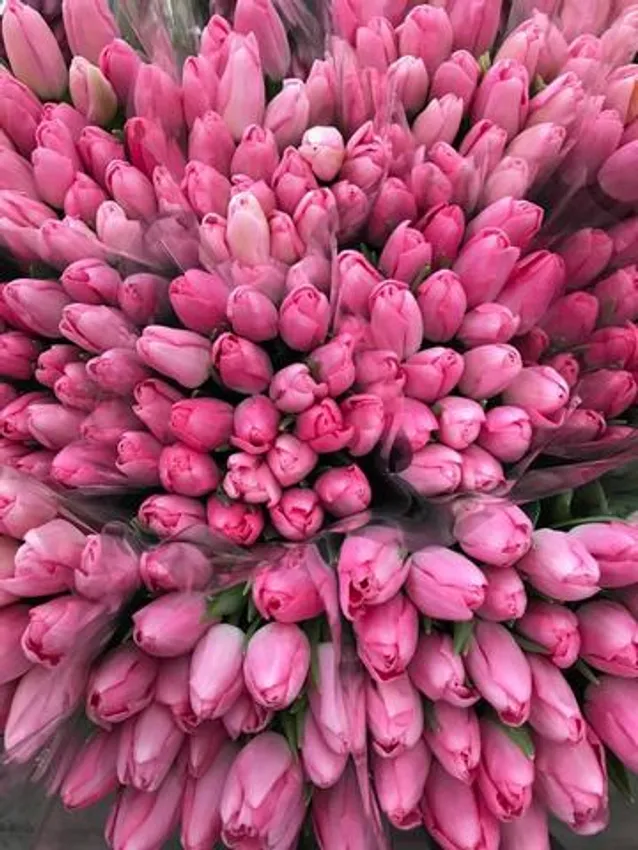 Белые и розовые тюльпаны