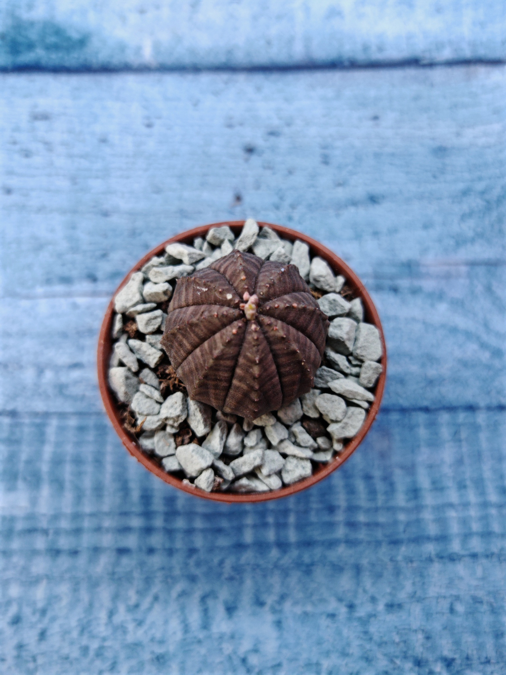 Euphoria Obesa (Эуфорбия)