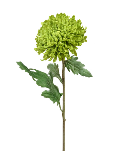 Хризантема Шамрок зелёная в-49 см